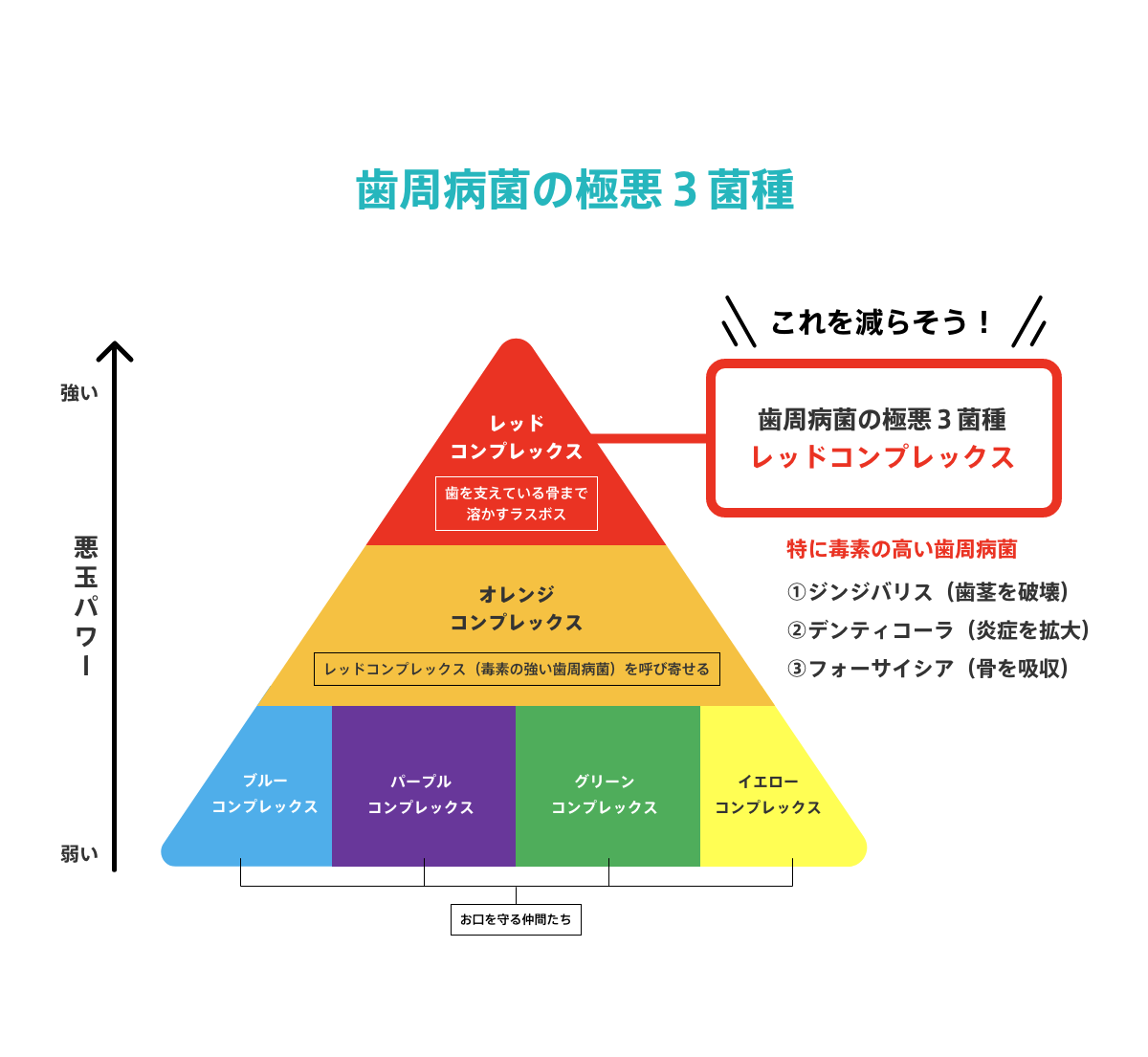 歯周病菌の極悪３菌種
			レッドコンプレックス
			特に毒素の高い歯周病菌
			1.ジンジバリス（歯茎を破壊）
			2.デンティコーラ（炎症を拡大）
			3.フォーサイシア（骨を吸収）
			→これを減らそう！
			